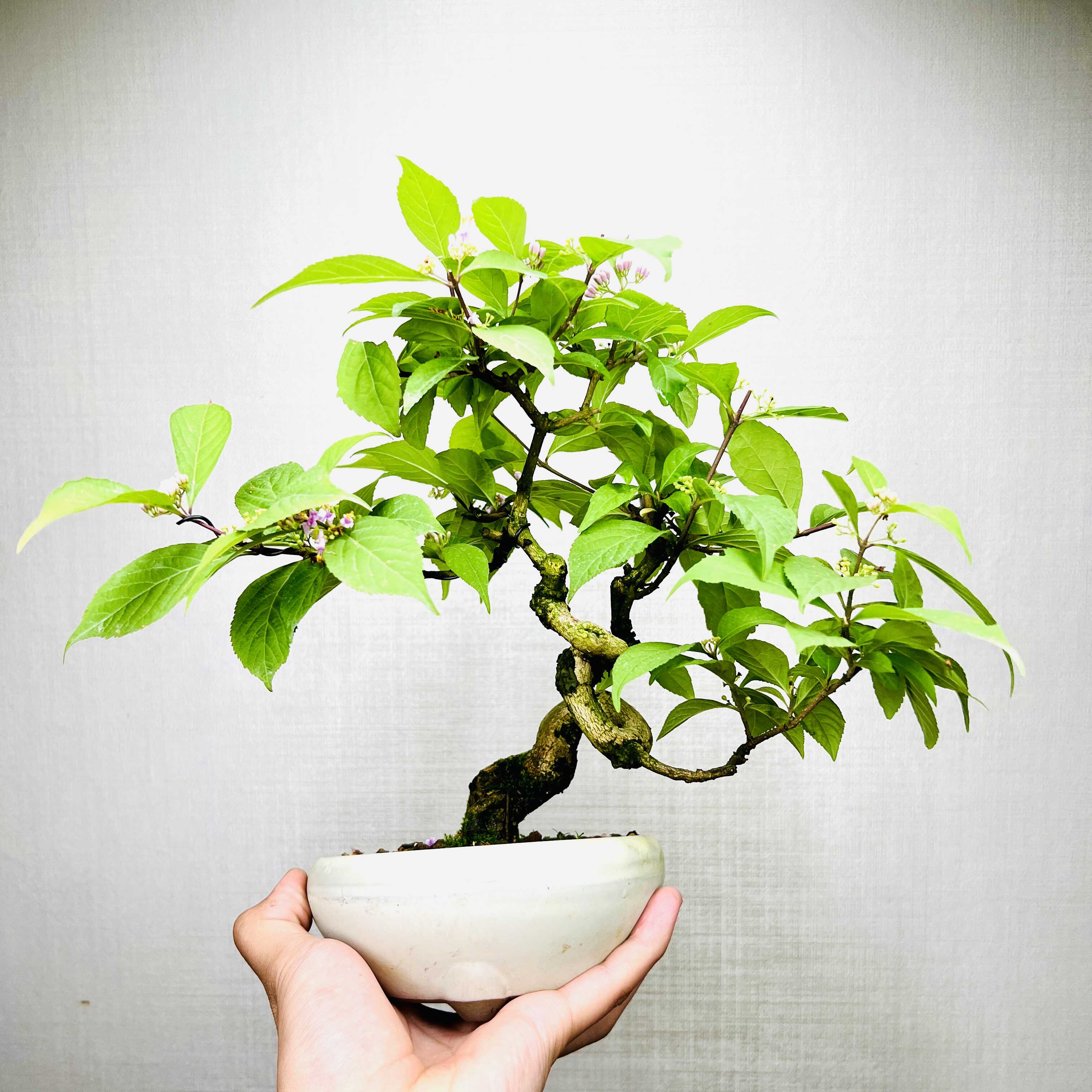 浓芳香型室内客厅桂花树苗