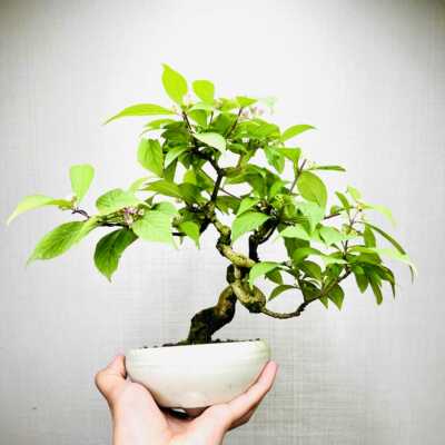 浓芳香型室内客厅桂花树苗