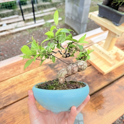 中国记忆盆景紫珠盆景花果盆景紫气东来小品老桩盆景日本进口