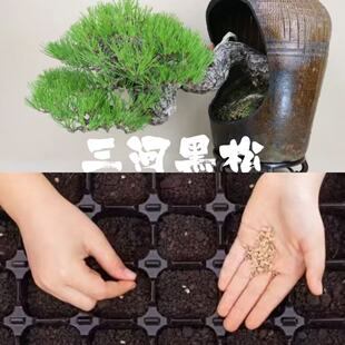 中国记忆盆景松柏花果杂木2025年冬季采摘进口现货