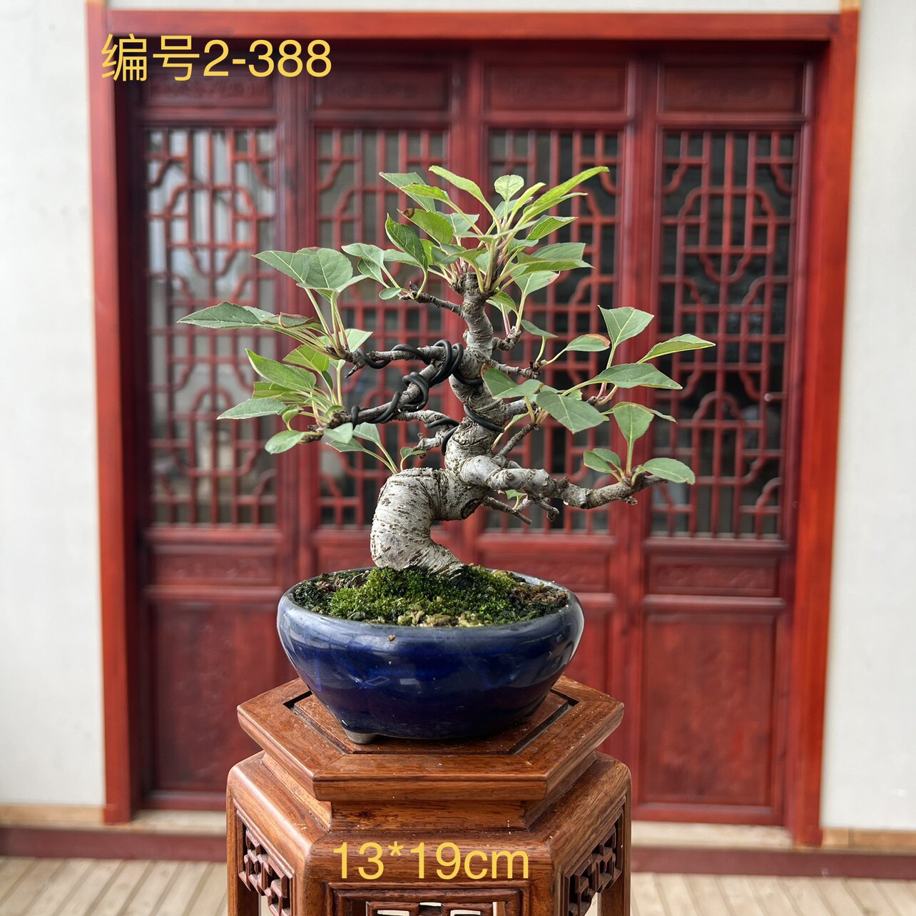 中国记忆姬美好盆景盆栽花果日本进口