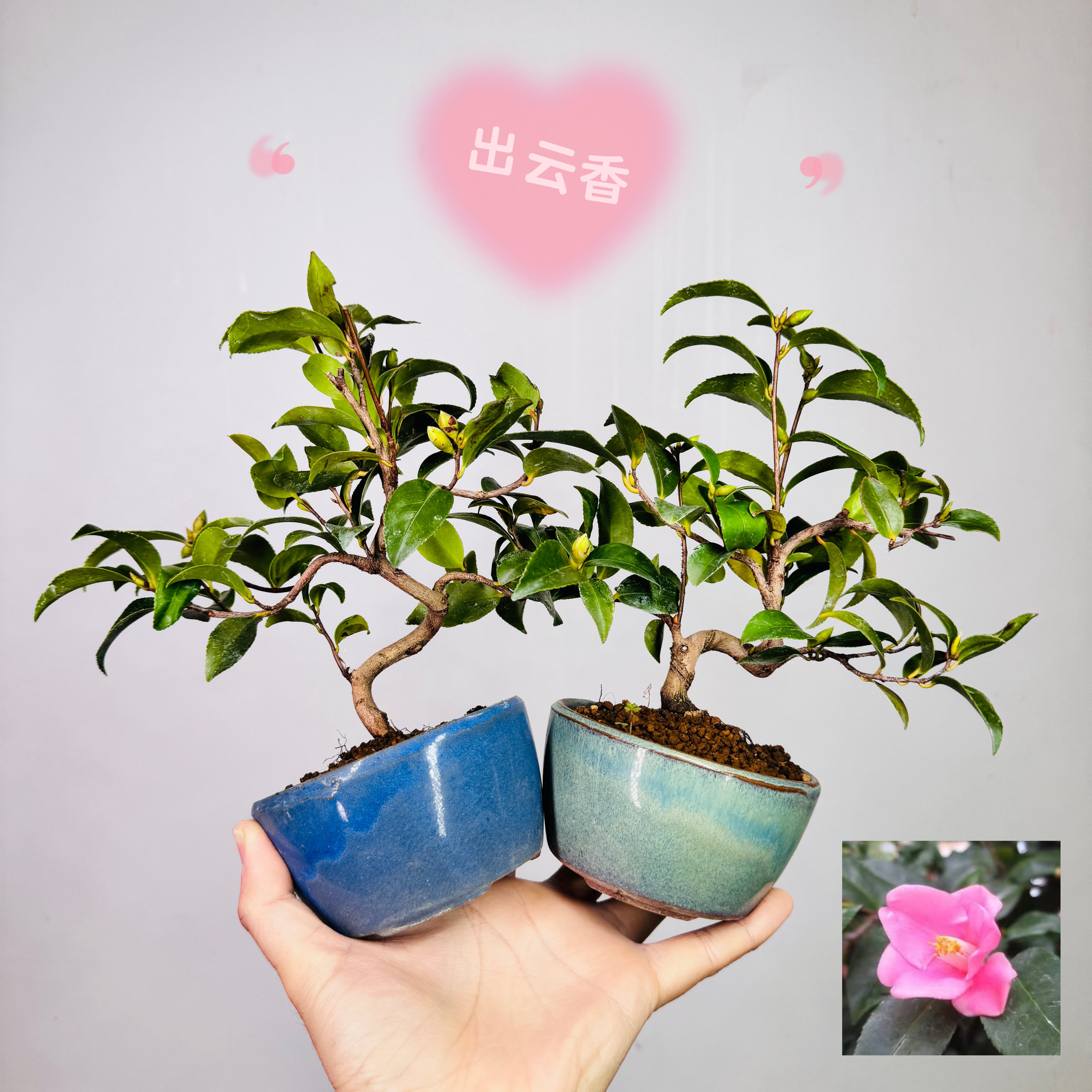 中国记忆盆景日本进口日系品种出云香粉色单瓣小花现货