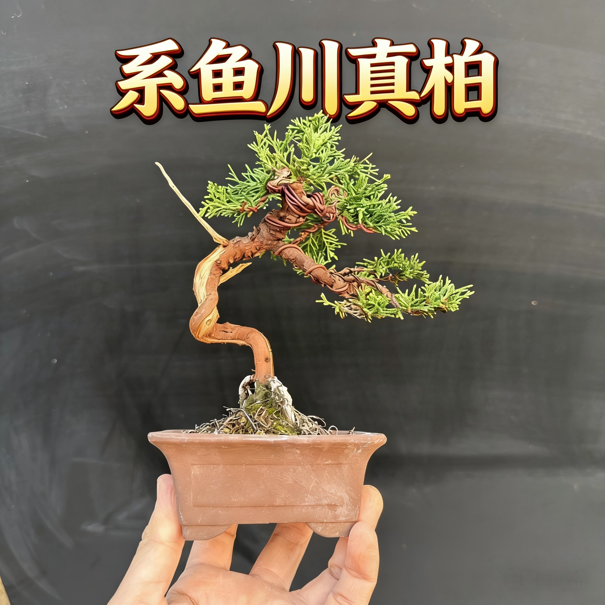 中国记忆盆景系鱼川真柏进口微型盆栽茶室办公桌造型盆栽一物一拍