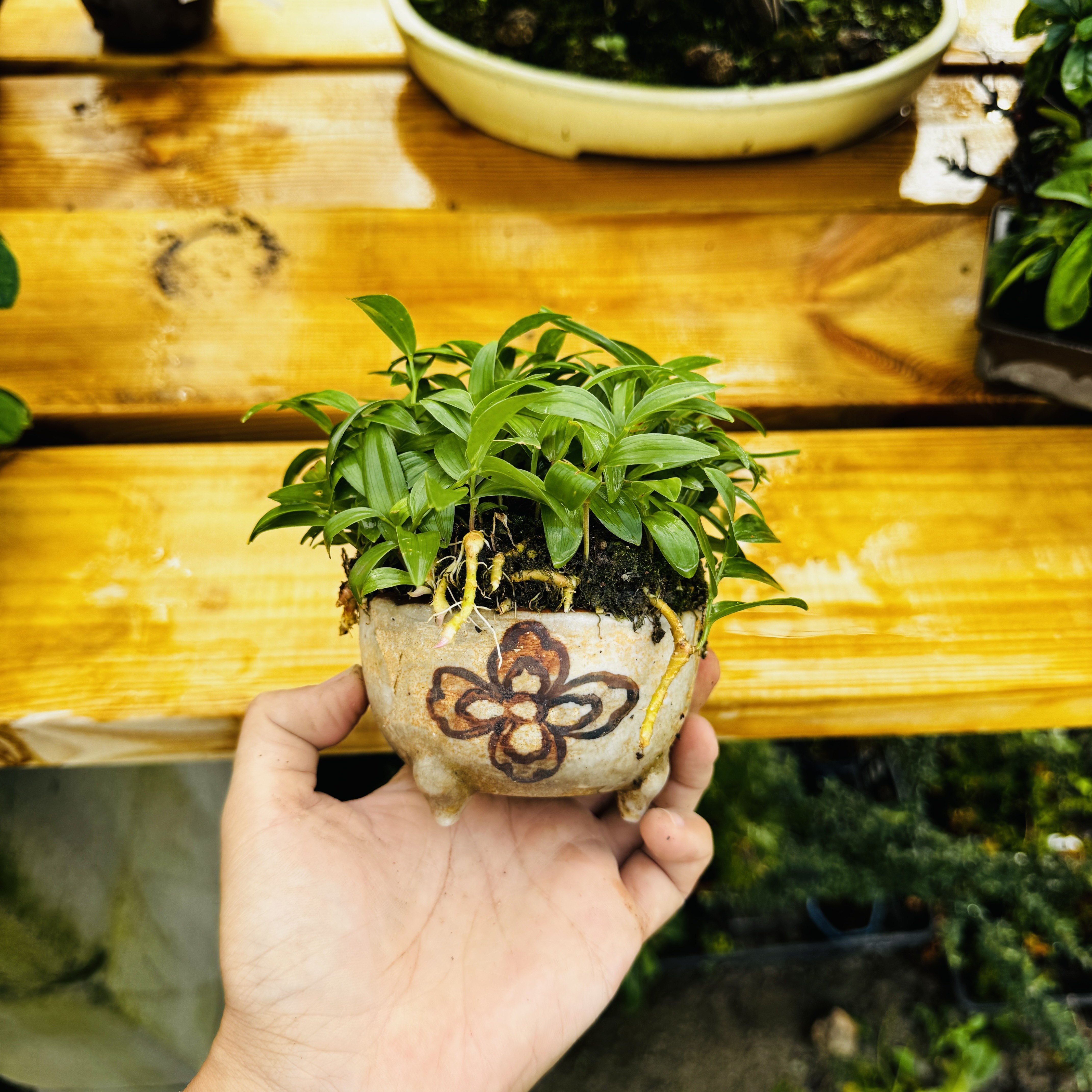 中国记忆盆景进口玉簪盆景盆栽一物一拍