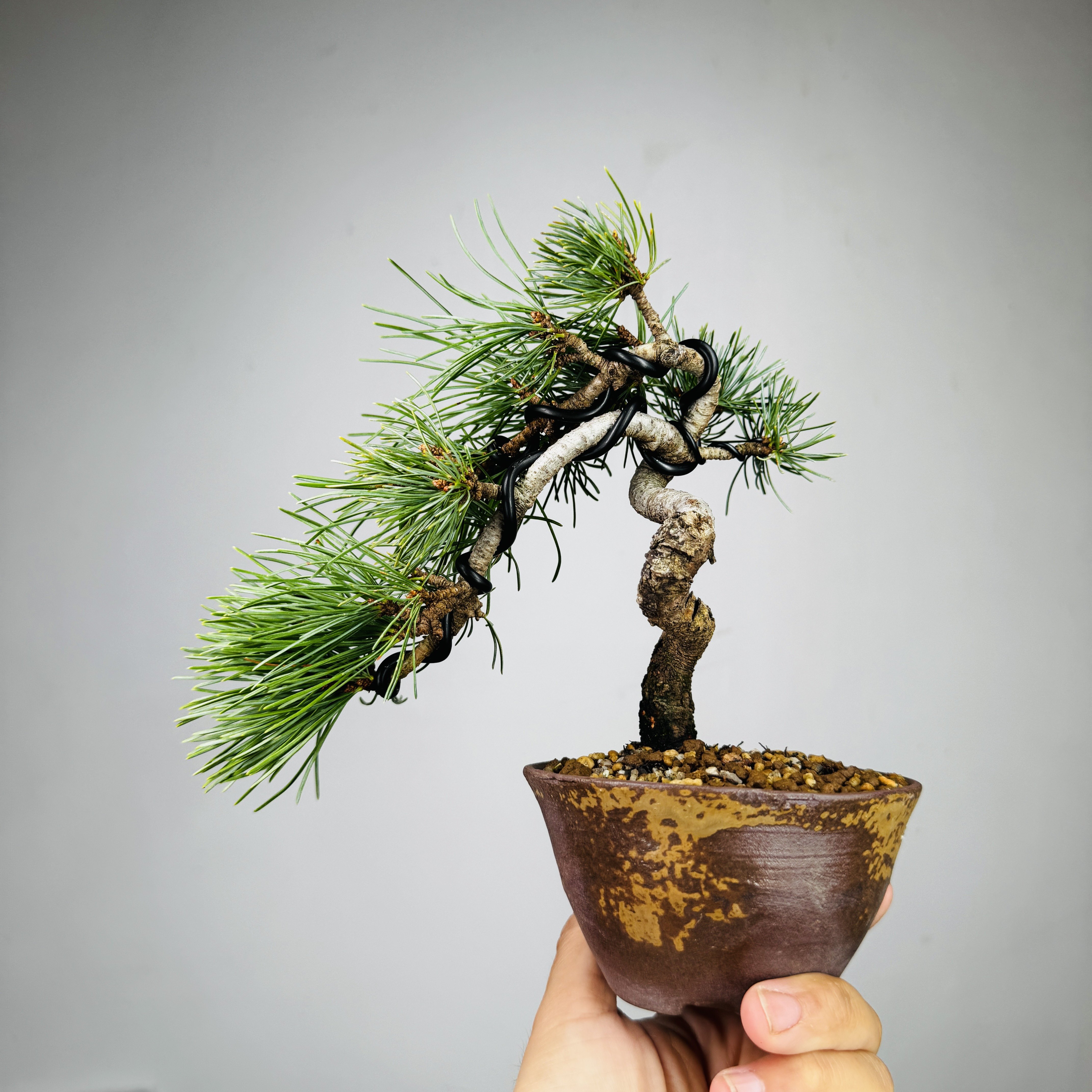 中国记忆盆景文人宫岛五针松黑松干接老度到位进口现货绿植包邮