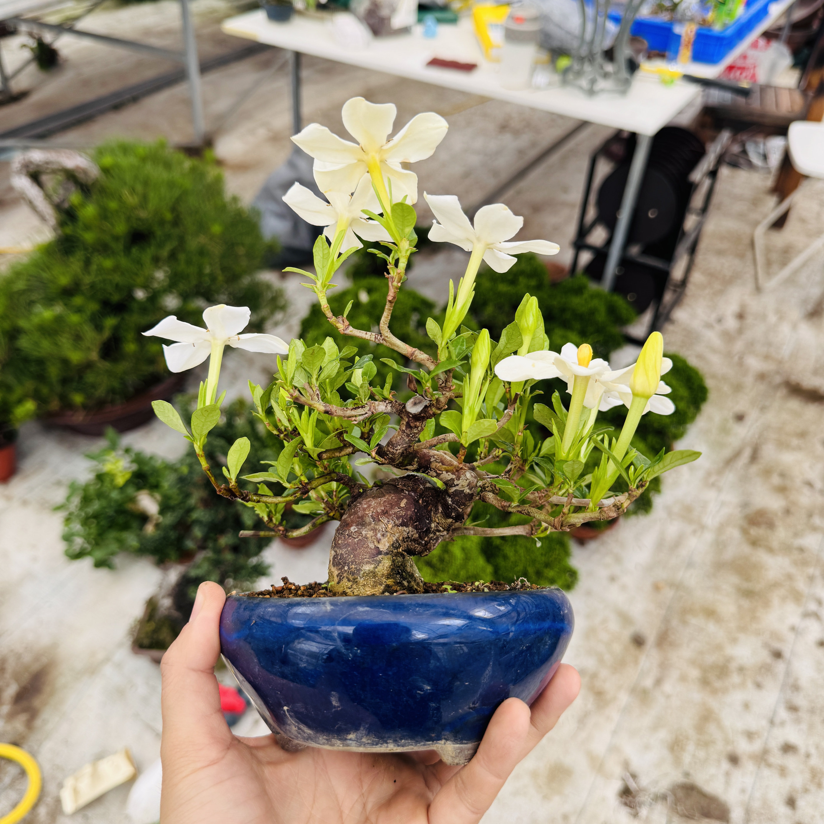 中国记忆盆景多花性栀子花单瓣迷你盆景进口品种小叶栀子花