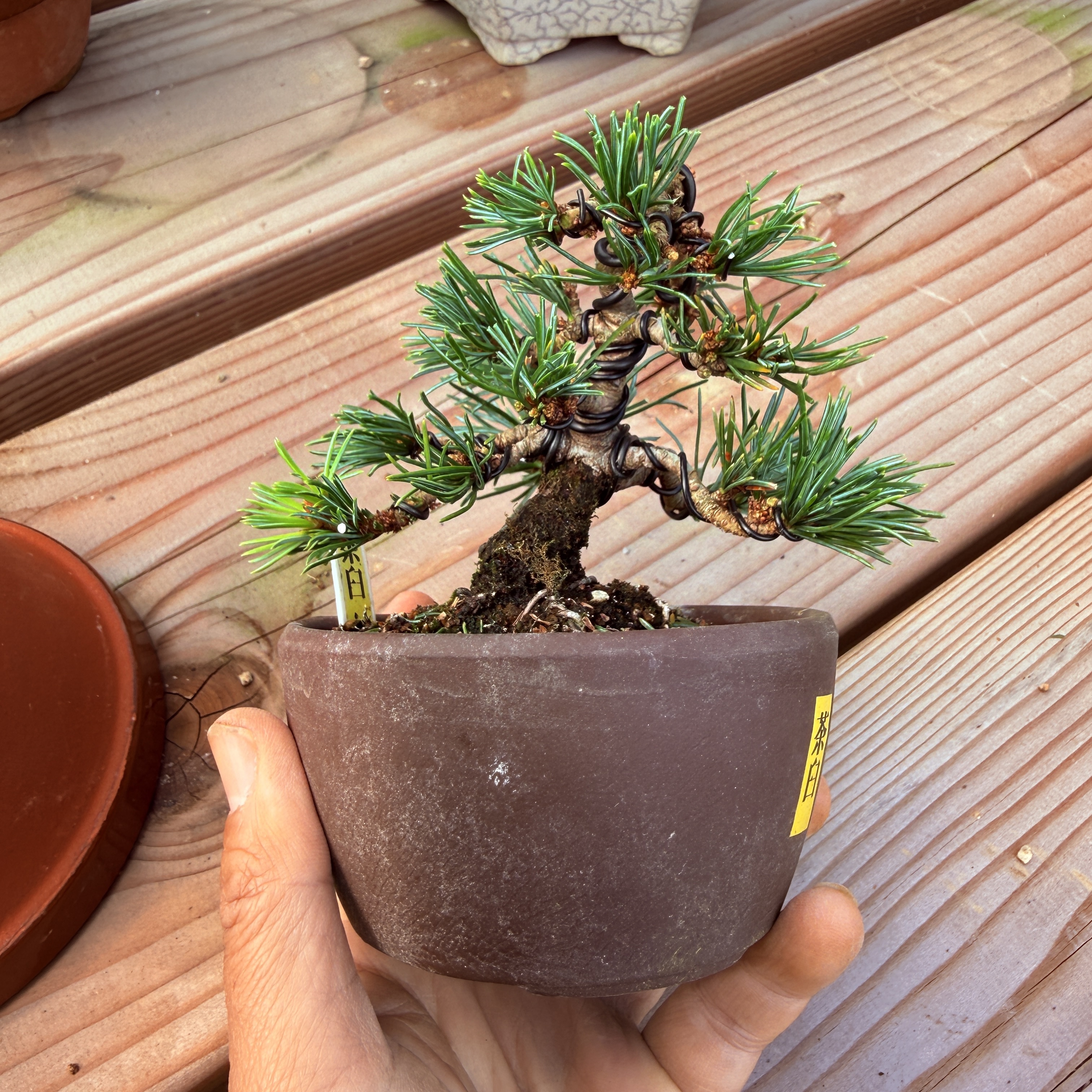 中国记忆盆景茶臼五针松短针小品盆景盆栽日本进口现货