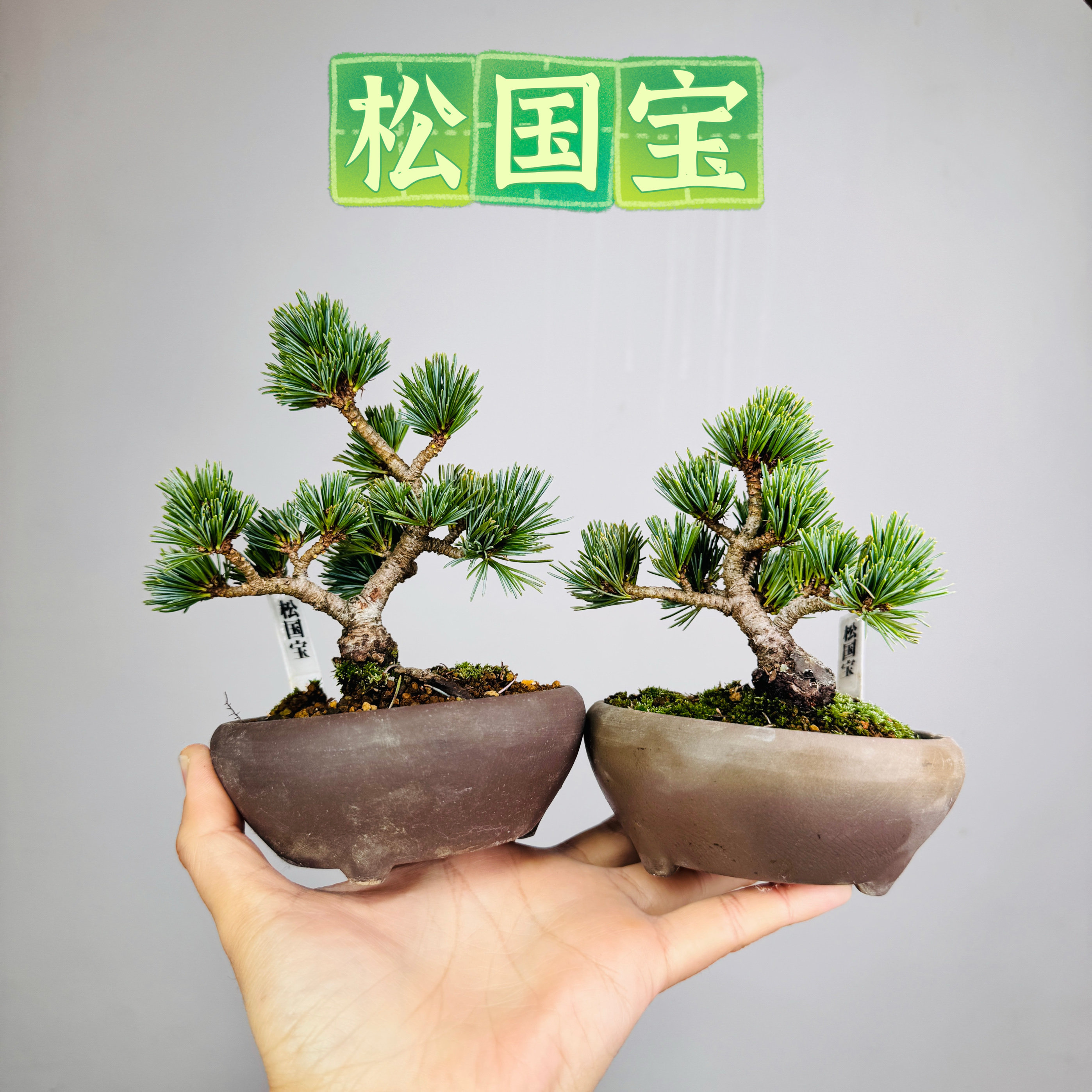 中国记忆盆景松国宝五针松短针短叶提根小品盆景盆栽日本进口现货