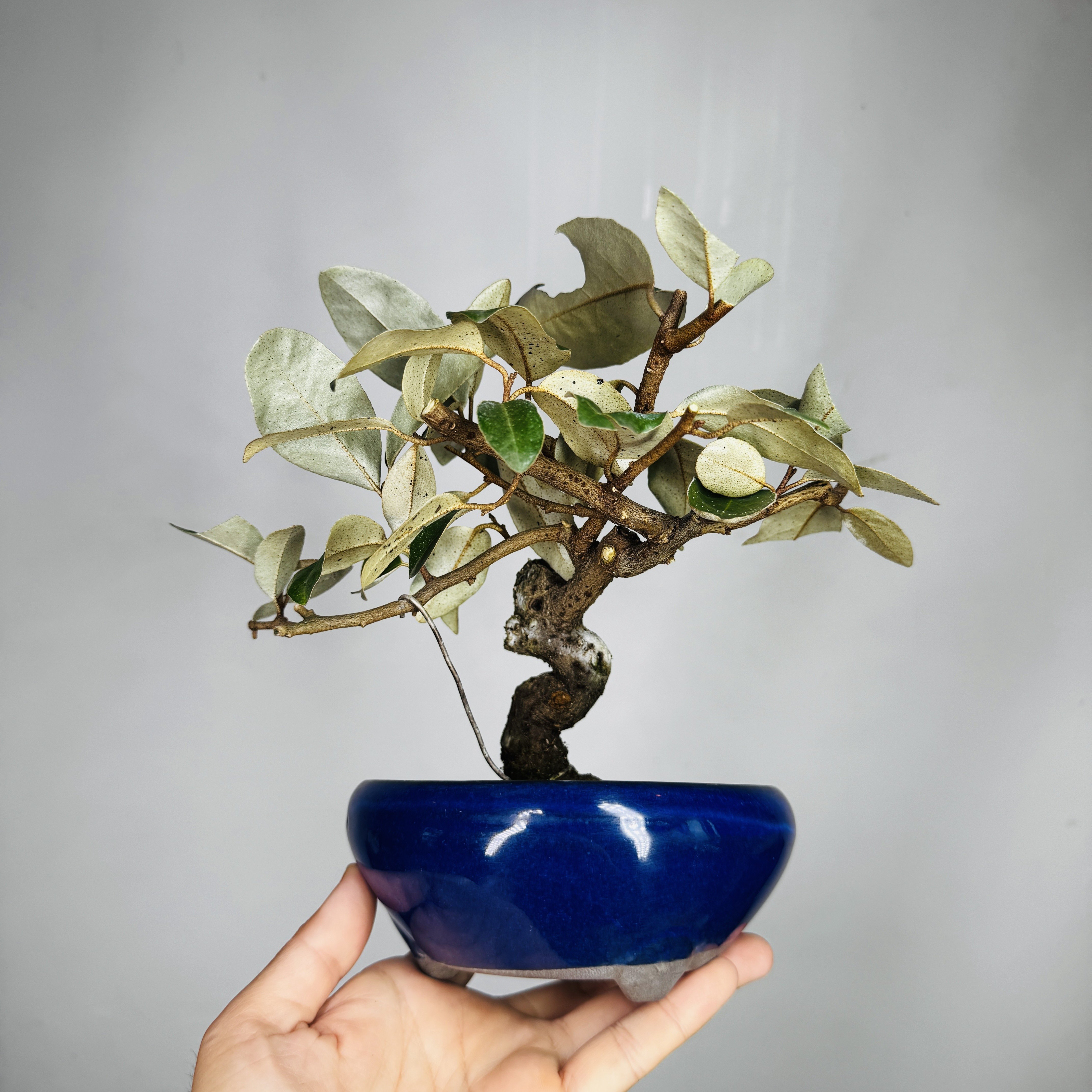 中国记忆盆景进口胡秃子老桩
