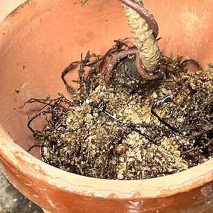 中国记忆盆景进口育苗 赤松 黑松 绿植 盆景专用生根菌进口菌根菌