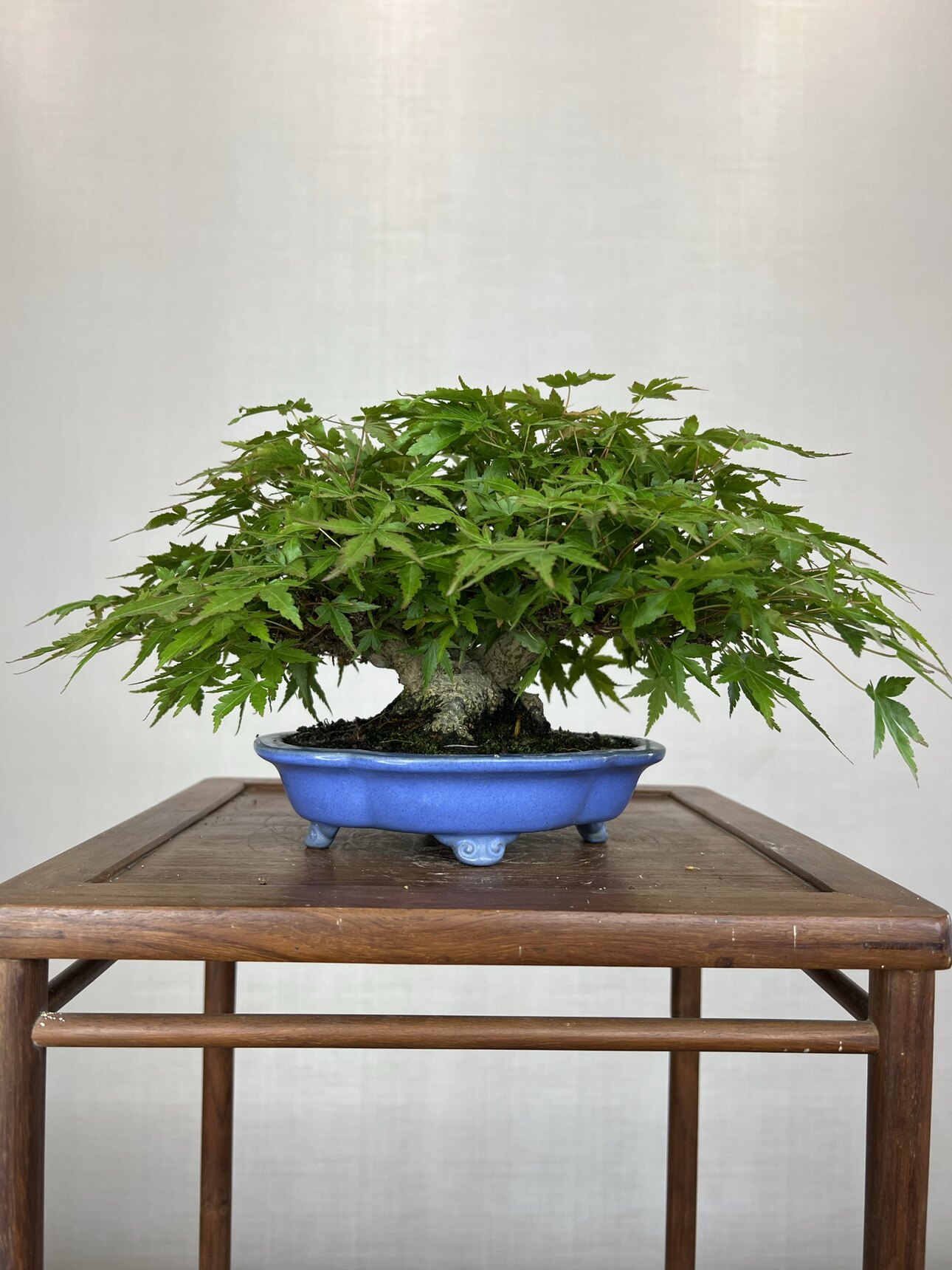 五角枫品种小宫小品盆景盆栽