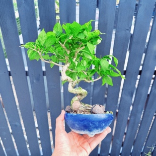 中国记忆盆景紫珠盆景花果小品老桩进口现货