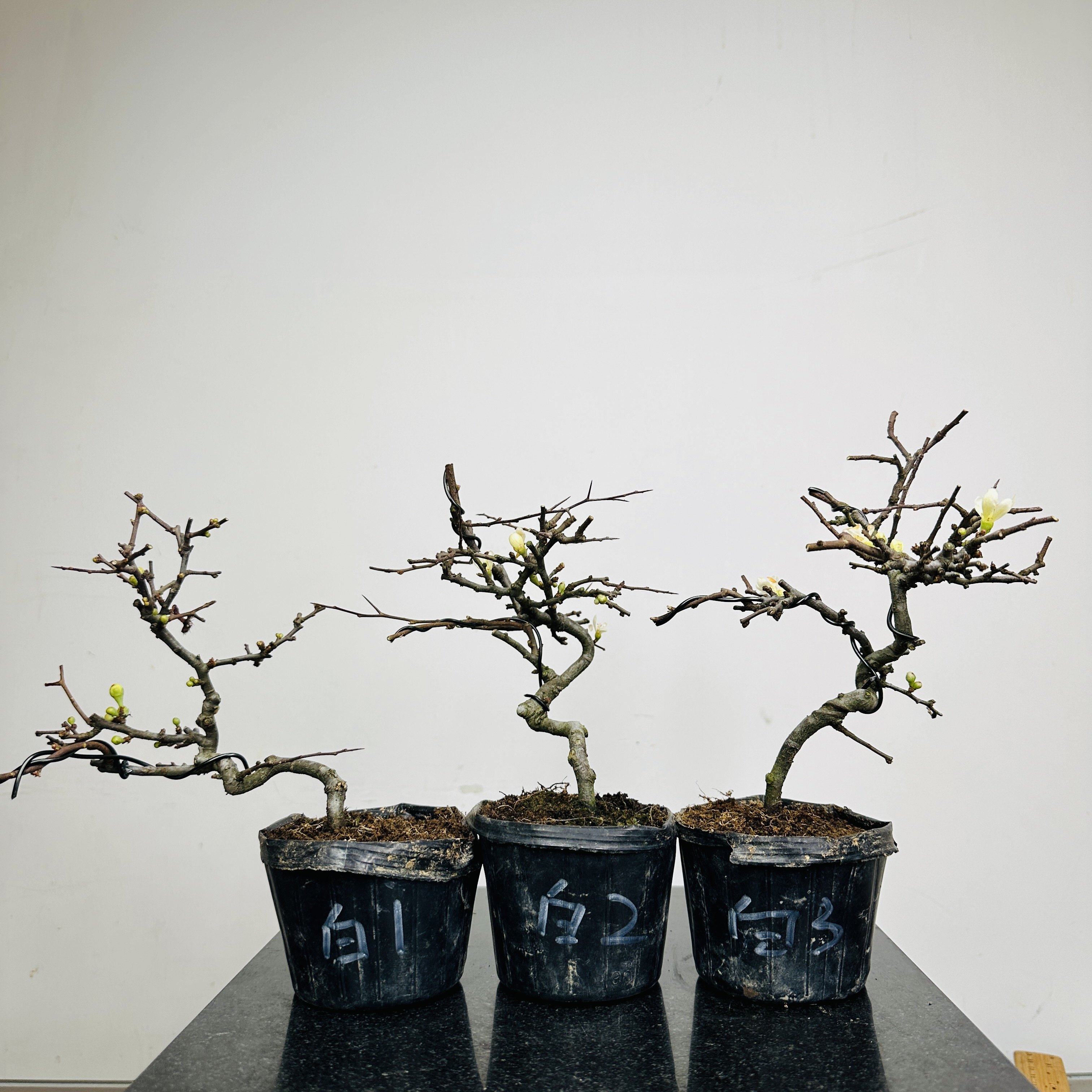 中国记忆 日本白花长寿梅 盆栽盆景进口现货