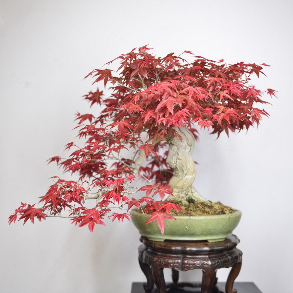 中国记忆 日本出猩猩杂木小品盆景盆栽微型 进口现货 包邮