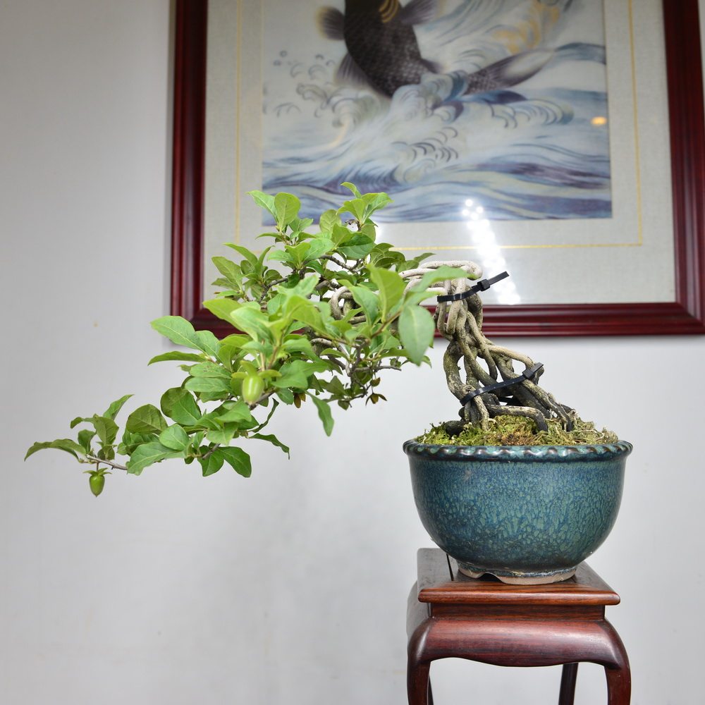 中国记忆老鸦柿盆景小品果物都红