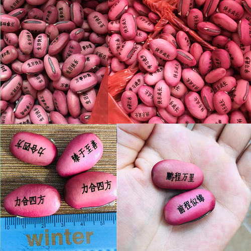 儿童种植观察植物生长发芽新奇