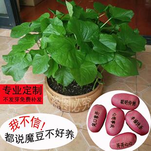2025新豆可刻字种子定制魔豆 学生节日礼品 儿童可种植桌面小盆栽
