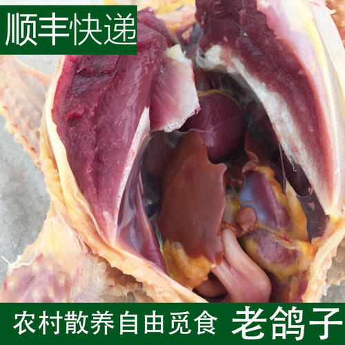 正宗苏北农家少量自由觅食老鸽