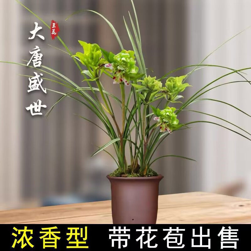 春剑大唐盛世浓香带苞兰花苗