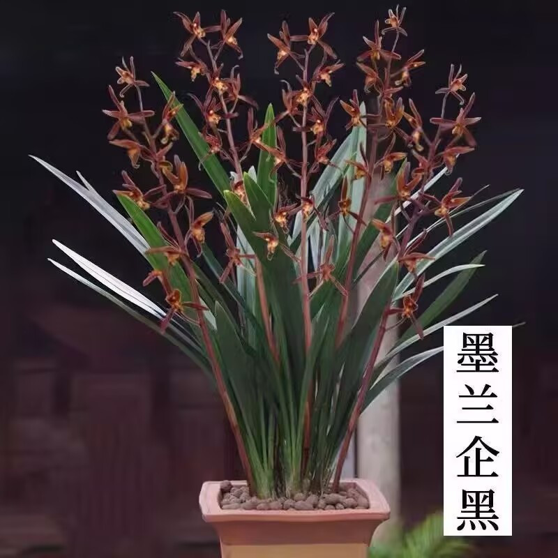 墨兰企黑浓香带苞室内盆栽