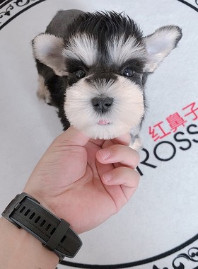 椒盐小体立耳狗训练雪纳瑞幼犬