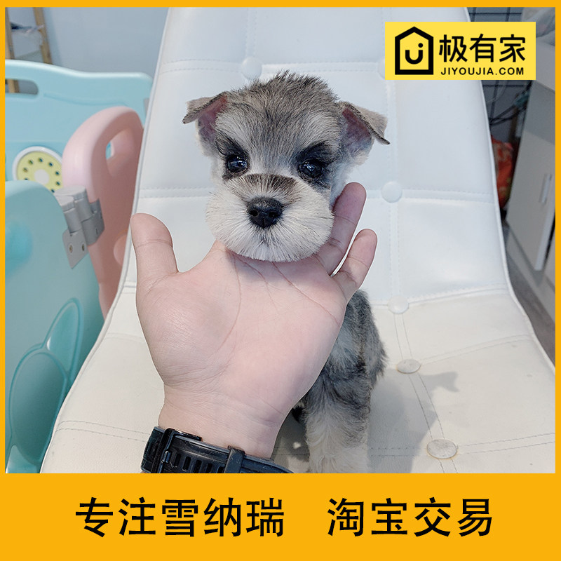 迷你雪纳瑞幼犬宠物狗狗活体雪拉瑞椒盐小型雪纳瑞狗雪纳瑞犬2118