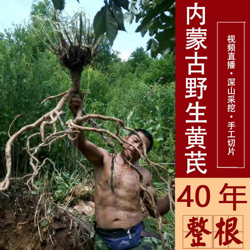 40年野生黄芪内蒙古大片正宗中药材正品黄氏当归党参泡水可整根