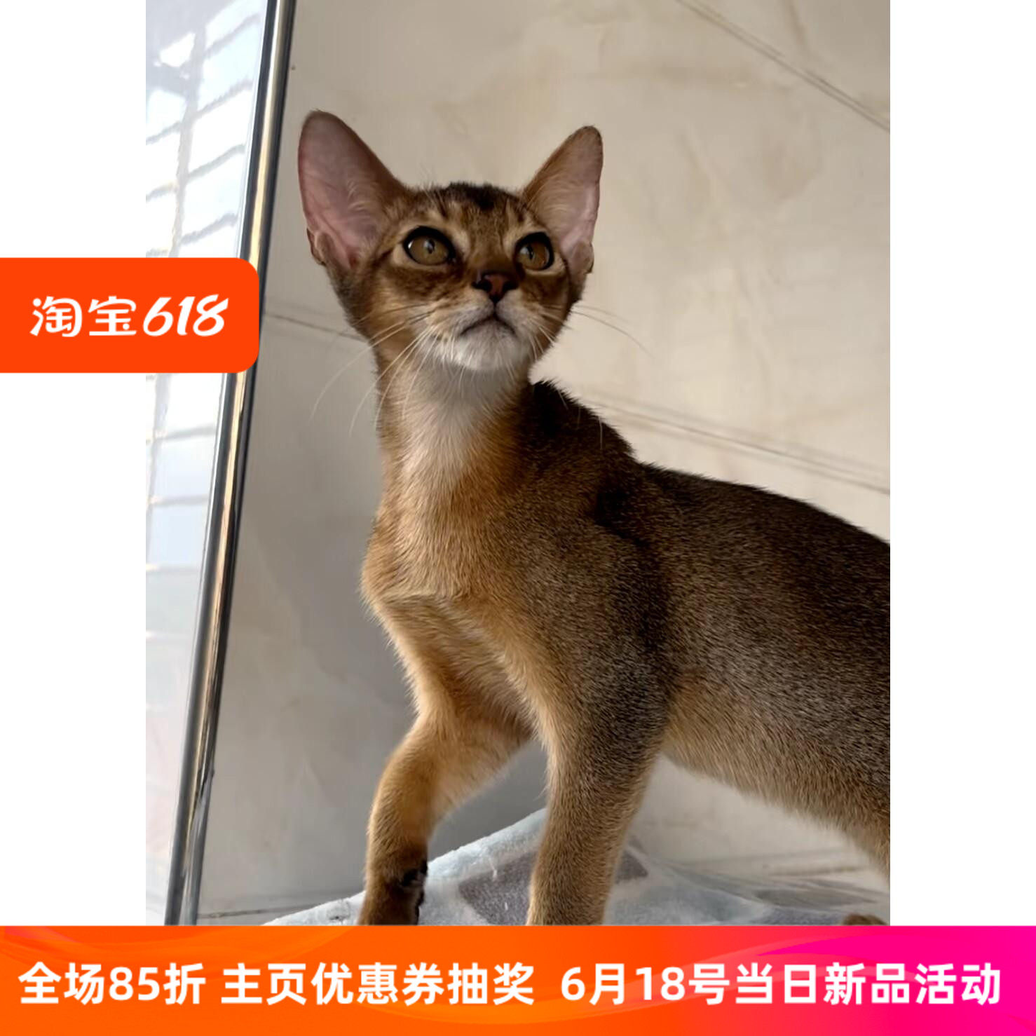 纯种阿比西尼亚猫幼猫赛级原始色古埃及猫宠物猫咪幼崽短毛猫活体