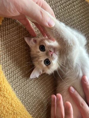 纯种英短蓝金渐层幼猫活体宠物猫金渐层幼崽活物