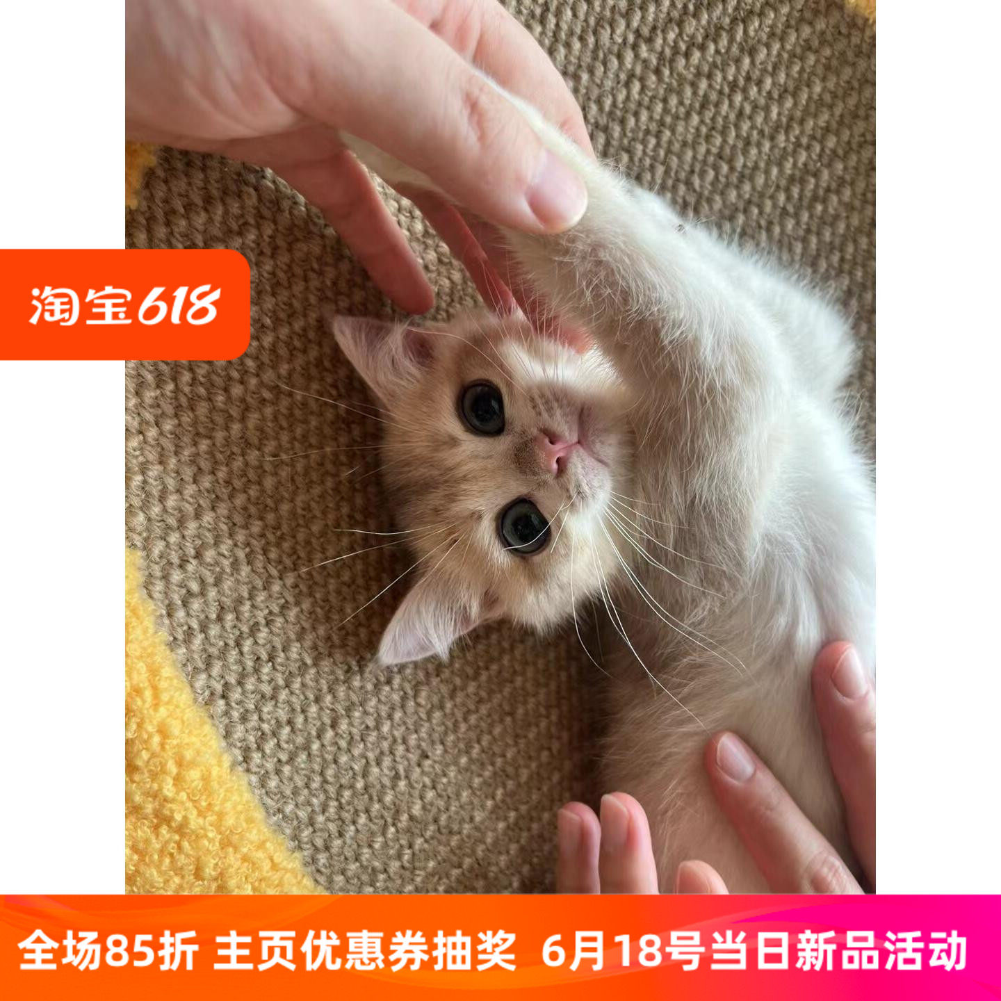纯种英短蓝金渐层幼猫活体宠物猫金渐层幼崽活物