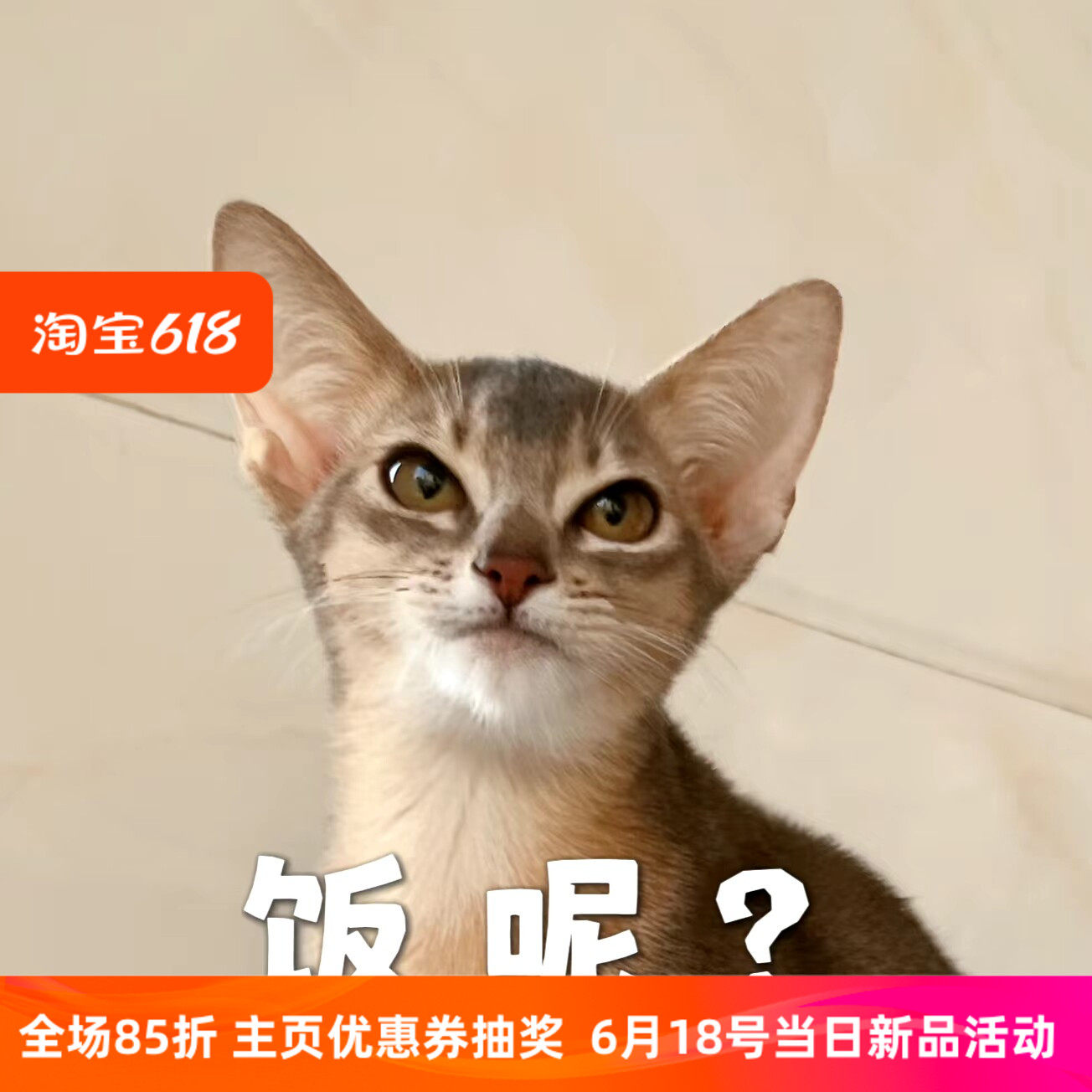 纯种阿比西尼亚幼猫蓝阿比小鹿色原始色红阿比蓝金