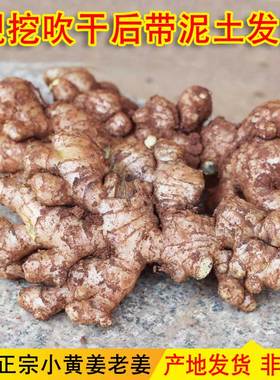 云南正宗小黄姜老姜新鲜生姜姜母农家自种土黄姜非种子姜月子干姜
