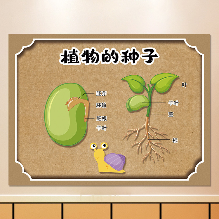 幼儿园植物角环创各类种子的秘密内部结构发芽条件装饰海报贴纸画