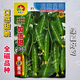 加倍甜908黄瓜种子香脆绿肉全雌水果黄瓜种子甜脆清香绿瓤黄瓜种
