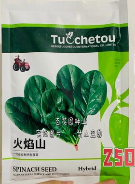 拖车头火焰山夏季耐热菠菜种子进口杂交菠菜种籽抗热蔬菜种孑