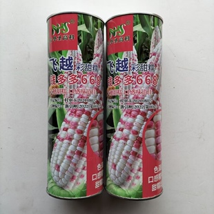 飞越彩甜糯玉米种子 钱多多668玉米种籽高产大田春季花彩玉米种子