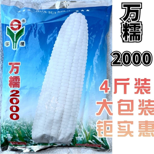 华穗万糯2000玉米种子中熟白糯玉米单交种籽大棒高产大田用苞谷孑