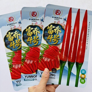 富乔4号大果朝天椒种子中晚熟大号大果长把型抗病强硬度好产量高