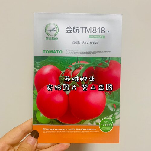 金航TM818粉红番茄种子无限生长型中早熟抗TY抗死棵口感型硬度好