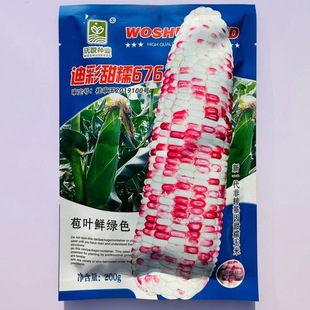 迪彩甜糯676玉米种子皮薄无渣好吃精品蔬菜花玉米种基地大户专用