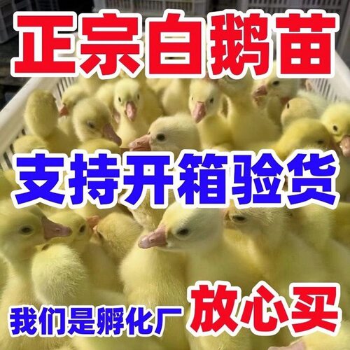 (10只装)四季白鹅农村散养快大浙东白鹅五龙鹅皖西鹅【宠物鸭】10