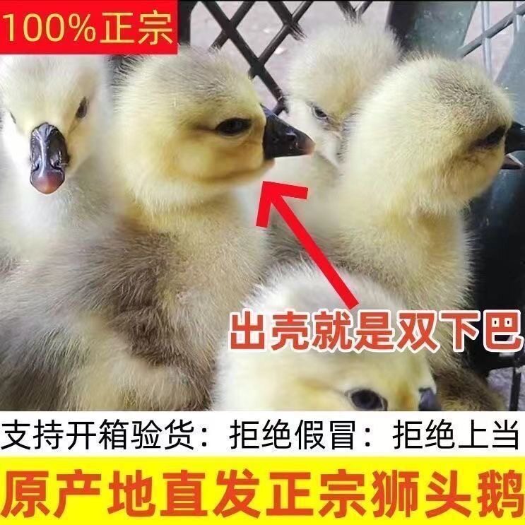 (4只装)正宗纯种澄海狮头鹅特大观赏鹅农家散养潮汕【宠物鸭19