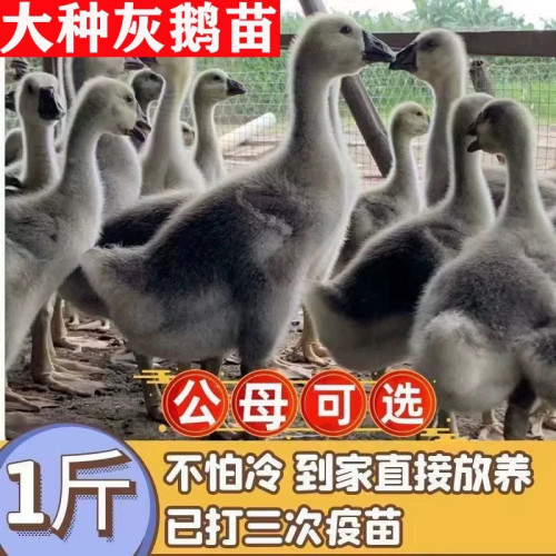 （10只装）正宗纯种大种灰鹅看家鹅特大观赏鹅农家散养【宠物鸭】