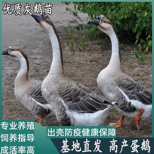 大种灰鹅活体纯种雁鹅黑棕马岗鹅广东朗德鹅阳江鹅活体看家宠物鹅