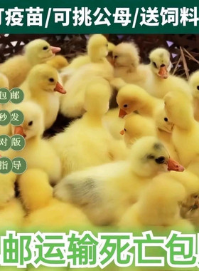 (10只装)四季白鹅农村散养快大浙东白鹅五龙鹅皖西鹅【宠物鸭】2