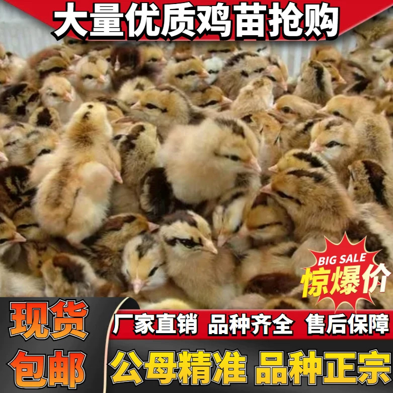 小鸡活体小鸡仔活的网红小黄鸡家养宠物三黄鸡仔可爱迷你观赏小鸡