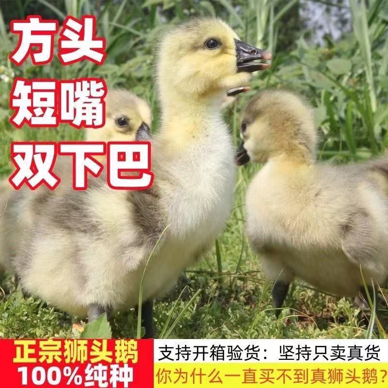 (4只装)正宗纯种澄海狮头鹅特大观赏鹅农家散养潮汕【宠物鸭20