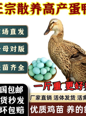 【正品】正宗大种麻鸭一斤发货青头鸭苗散养优质高产土鸭产宠物鸭