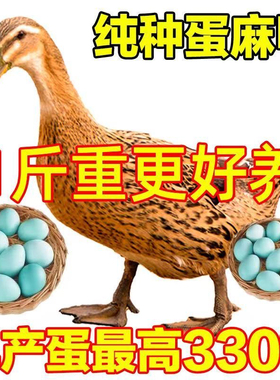 【高产蛋王】一斤鸭苗大种麻鸭青头鸭土鸭蛋鸭水鸭家庭散养宠物鸭