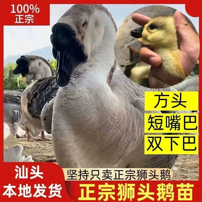 (4只装)正宗纯种澄海狮头鹅特大观赏鹅农家散养潮汕【宠物鸭13